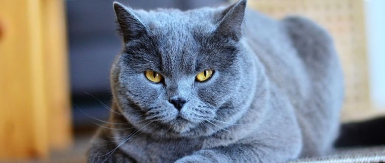 Chat chartreux